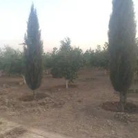 باغ۱۰۰۰متری حسین آباد نقش رستم|فروش زمین و ملک کلنگی|مرودشت, نقش رستم|دیوار
