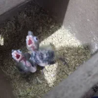 جفت عروس نر سخنگو با دو جوجه
