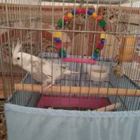 هلندی سالم وجوون