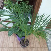 گل آپارتمانی|گل و گیاه طبیعی|رشت, پل تالشان|دیوار