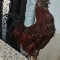 مرغ خروس گوسفند طبیعی|مجسمه، تندیس، ماکت|زابل, |دیوار