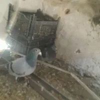 کبوتر پلاکی