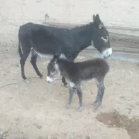 دو راس خر الاغ شیری کره دار جوان چاق|حیوانات مزرعه|رامند, |دیوار