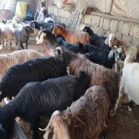 بز چاق کشتاری