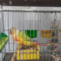 سانچیک خوشگل دستی|پرنده|چغادک, |دیوار