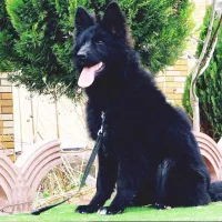 سگ ژرمن بلک