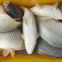 فروش بچه ماهی کپور  قزل سفید