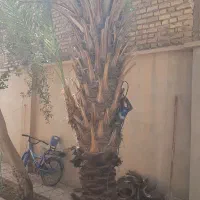 درخرما|خدمات باغبانی و درختکاری|طبس, |دیوار