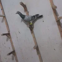 کبوتر|پرنده|مشهد, کارمندان دوم|دیوار