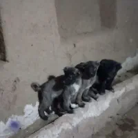 واگذاری توله سرابی