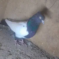 کفتر پلاکی