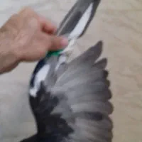 سیاه دمسفید نر
