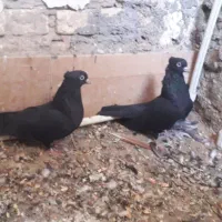 زاغ آبادانی|پرنده|اردکان, |دیوار