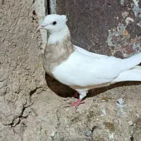 اجری
