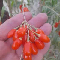 نهال گوجی بری ( نهال پول ساز ) ضدسرطان ضد پیری|خدمات باغبانی و درختکاری|چناران, |دیوار