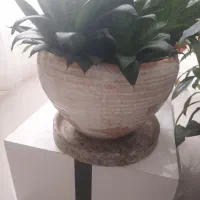 سانسوریا پاکوتاه|گل مصنوعی|مشهد, دانشجو|دیوار