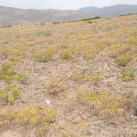 نان خشک