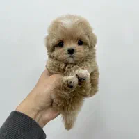 سگ خانگی اپارتمانی مینی پودل مالتیزی|سگ|تهران, منیریه|دیوار