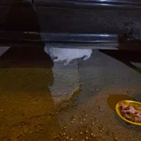 گربه پیدا کردم