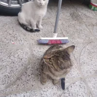 گربه تمیز وخانگی وسالم|گربه|صحنه, |دیوار