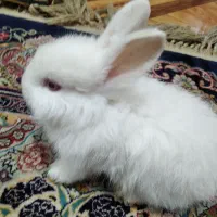 خرگوش|موش و خرگوش|آبادان, |دیوار