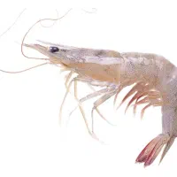 مشاوره درباره پرورش میگو