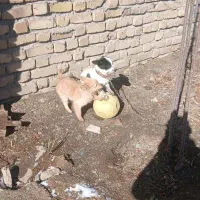 دوتا تول ماده بازیگوش