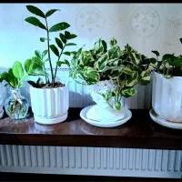 گل و گلدون شیشه‌ای وطبیعی، میز سفید، میز شکلاتی|صنایع دستی و سایر لوازم تزئینی|تهران, تهرانسر شمالی|دیوار