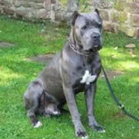 دابرمن رنگ بولو توله کن کورسو بولو و روت آمریکن|سگ|تهران, آبشار تهران (دریاچه)|دیوار