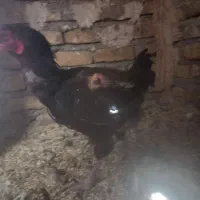 بوقلمون وغاز|حیوانات مزرعه|تربتحیدریه, پایانه مسافربری تربت حیدریه|دیوار