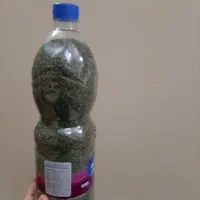 فروش نعناع خشک محلی