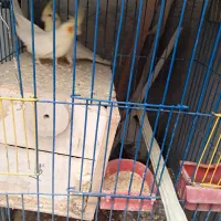 فروش عروس و گیرینچیک