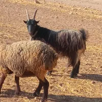 بزشیرازی|حیوانات مزرعه|کبودرآهنگ, |دیوار