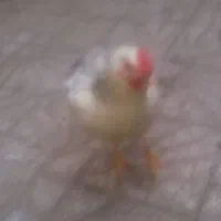 مرغ تخم گذار