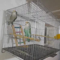 عروس|پرنده|سبزوار, امیر کبیر|دیوار