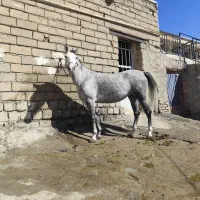 مادیان|اسب و تجهیزات اسبسواری|بیستون, |دیوار