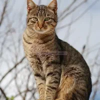 واگذاری گربه خانگی ۴ ماهه تربیت شده