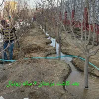 نهال ۱تا ۷ ساله .درخت 7 ساله|خدمات باغبانی و درختکاری|مشهد, توس فردوسی|دیوار