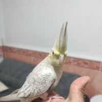 عروس هلندی|پرنده|قشم, |دیوار