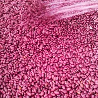 لوبیا قرمز یاقوتی