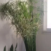 گل مرداب
