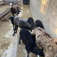 میش بره دار