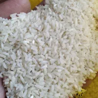 لاشه و نیمدانه برنج ایرانی|خوردنی و آشامیدنی|اردبیل, |دیوار