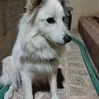 واگذاری سگ|سگ|شیراز, گویم|دیوار