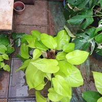 گل و گیاه آپارتمانی|گل و گیاه طبیعی|سبزوار, امیر کبیر|دیوار