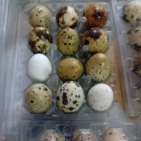 تخم  بلدرچین تازه بسته ای ۵۰هزارتومان