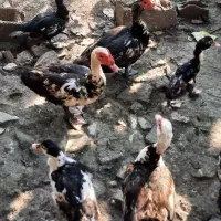 اردک اسرائیلی بالغ،جوجه و تخم نطفه دار