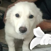 سگ پا کوتاه