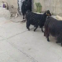 7عدد شیر بُز،دو تا بزغاله چاق و یه بزغاله دانخور|حیوانات مزرعه|کارزان, |دیوار