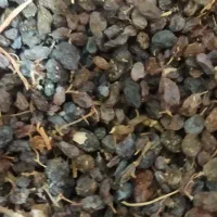 کشمش بیدانه  آفتابی تاکستان